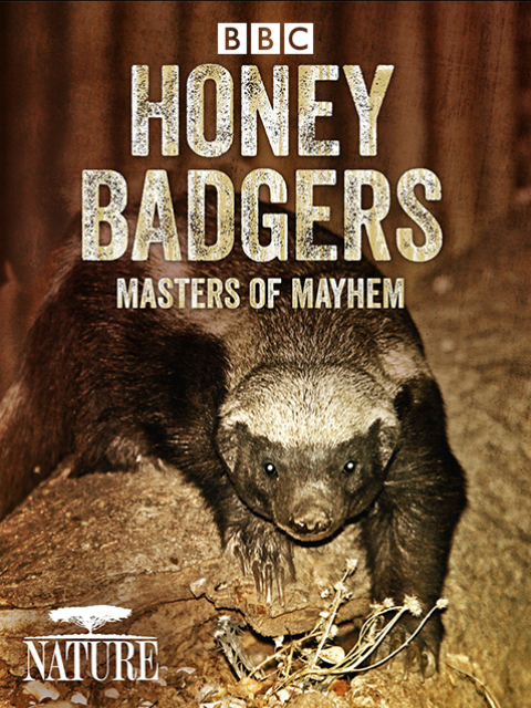 自然世界：蜜獾-毁坏大师}