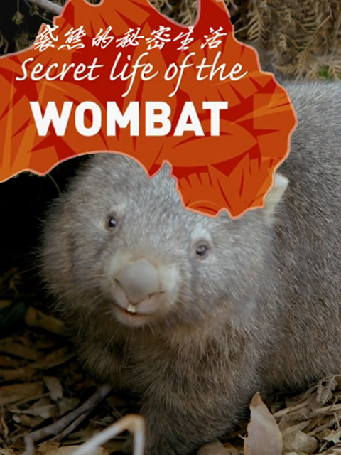 袋熊的秘密生活}