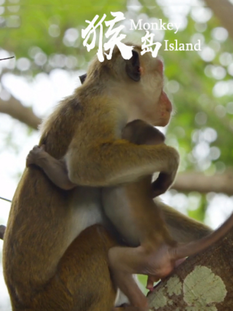 猴岛}