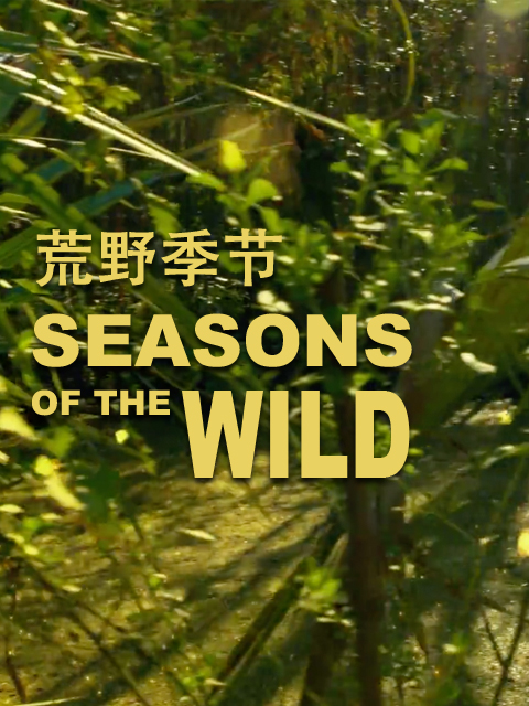 荒野季节第一季}