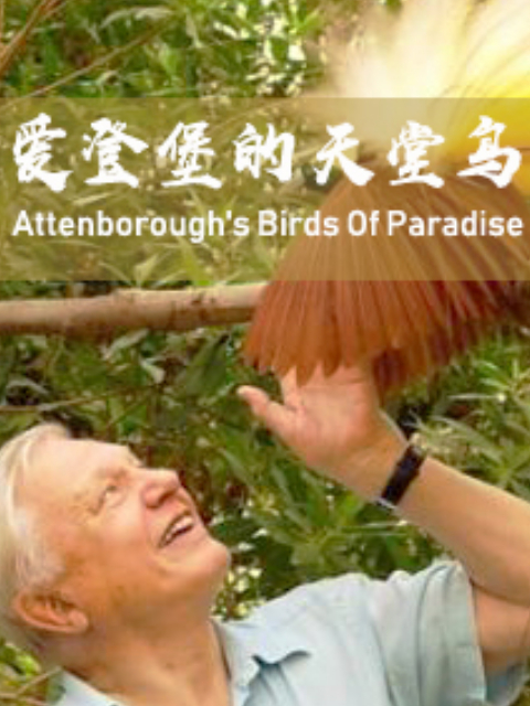 爱登堡的天堂鸟}