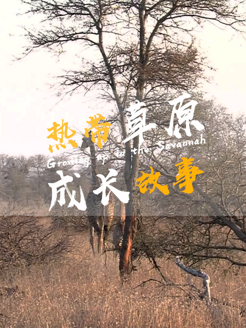 热带草原成长故事}