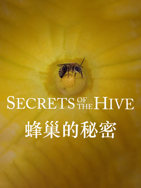 蜂巢的秘密}