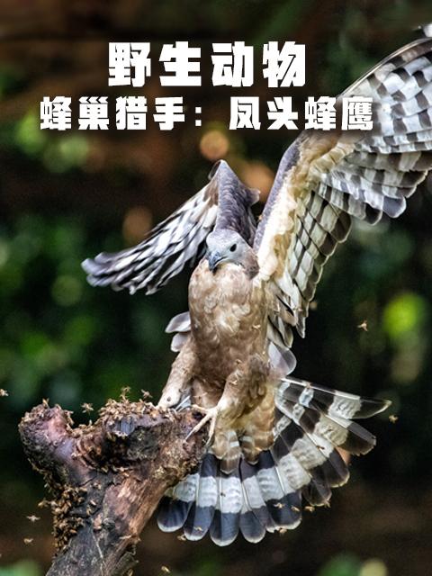 蜂巢猎手：凤头蜂鹰}