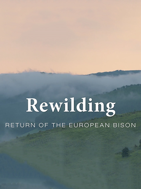 野生动物的回归自然}