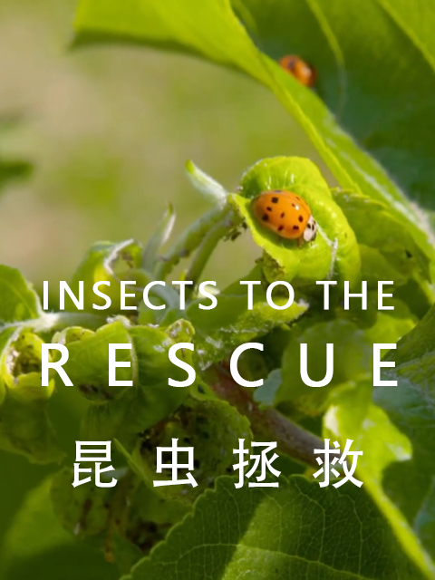 昆虫拯救}