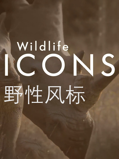 野性风标第一季}