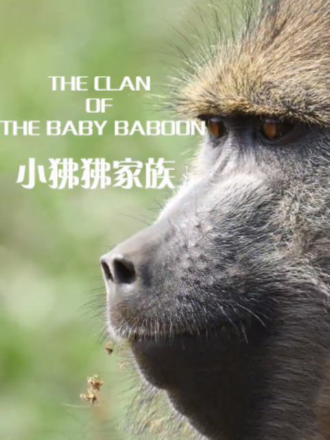 小狒狒家族}