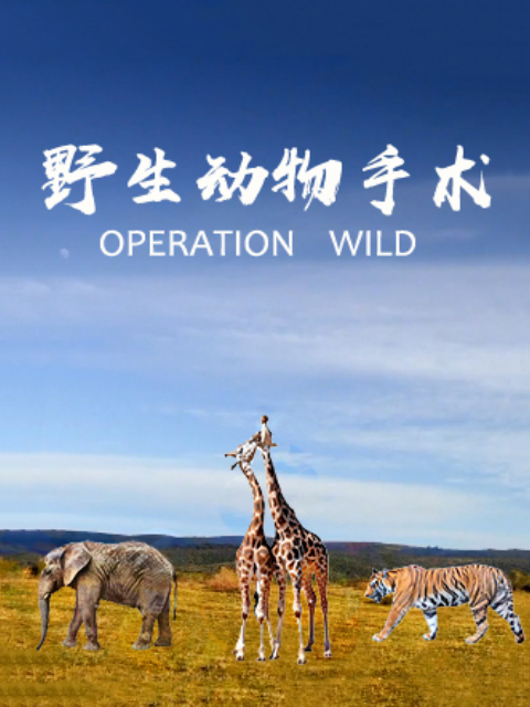 野生动物手术}