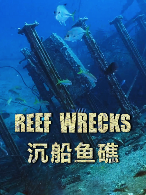 沉船鱼礁}