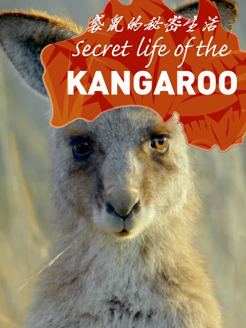 袋鼠的秘密生活}