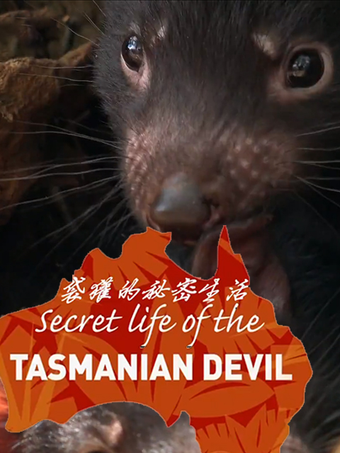 袋獾的秘密生活}
