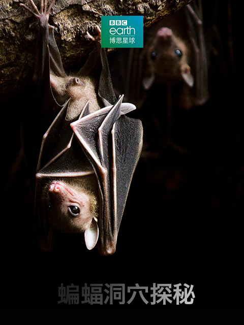 蝙蝠洞穴探秘}