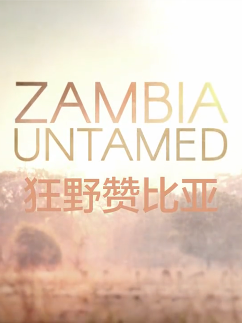 狂野赞比亚}