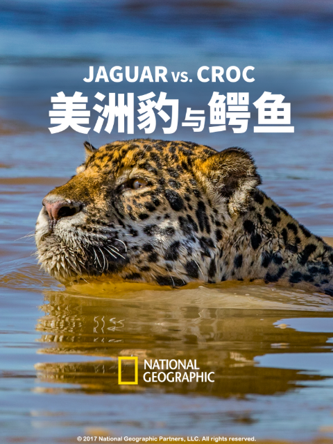 美洲豹与鳄鱼}