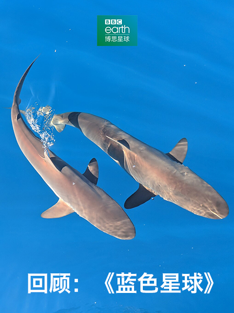 回顾：蓝色星球}