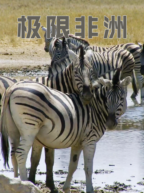 极限非洲}