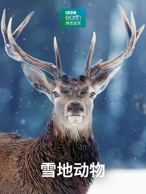 雪地动物}