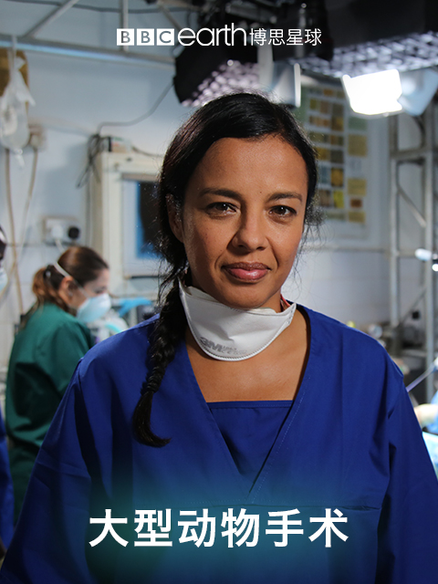 大型动物手术}