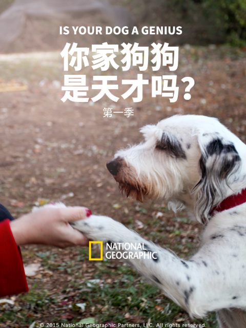 你家狗狗是天才吗？第一季}