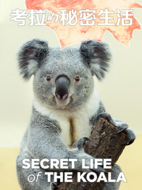 考拉的秘密生活}