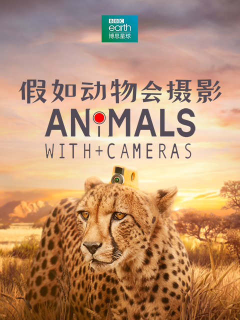 假如动物会摄影}