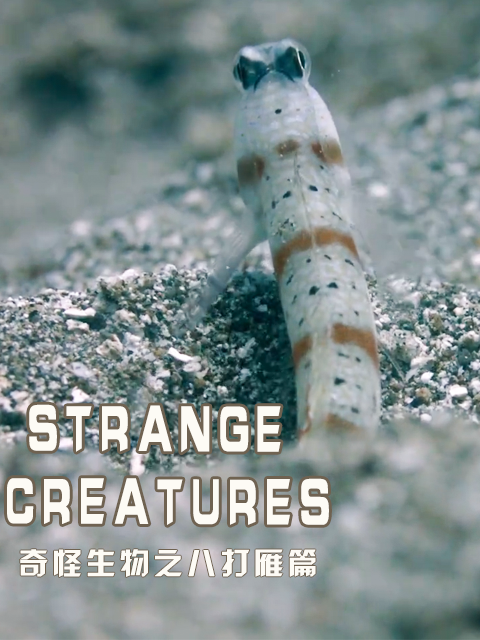 奇怪生物之八打雁篇}