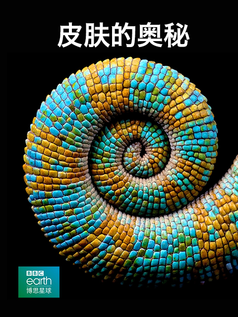 皮肤的奥秘}