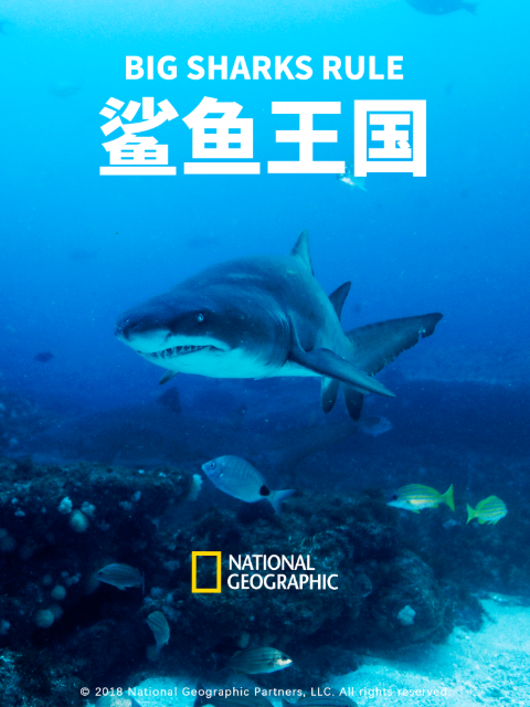 鲨鱼王国}
