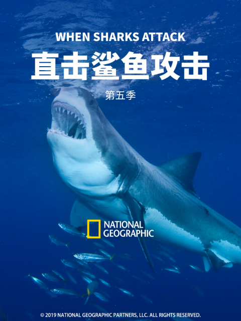 直击鲨鱼攻击第五季}