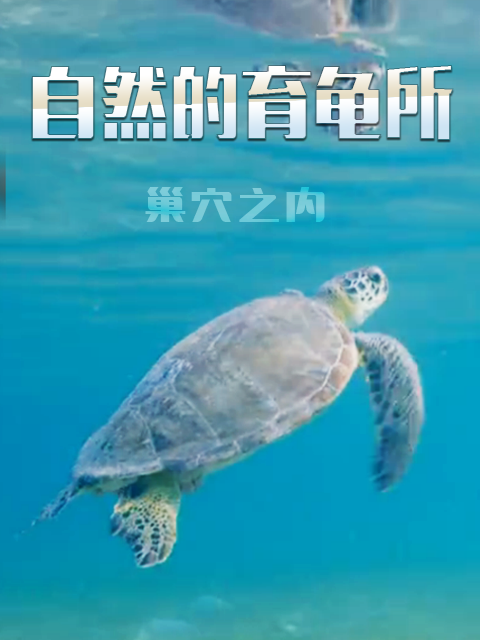 自然的育龟所巢穴之内}