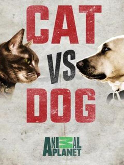 猫狗大战}