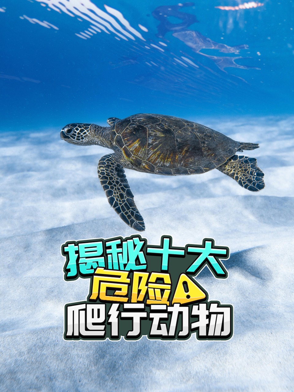 揭秘十大危险爬行动物}