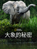 大象的秘密}