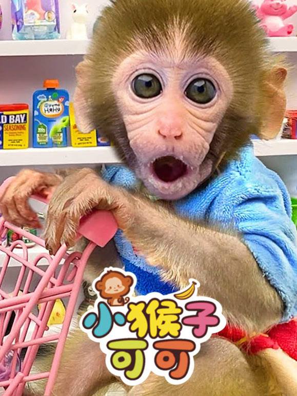 小猴子可可}