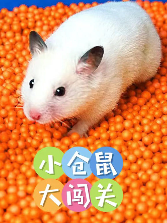 小仓鼠大闯关}