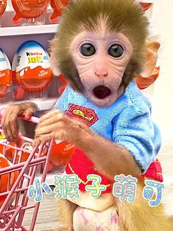 小猴子萌可}