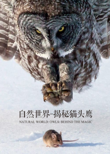 自然世界：揭秘猫头鹰}