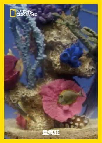 鱼疯狂}