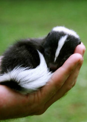 超迷你动物第二季}