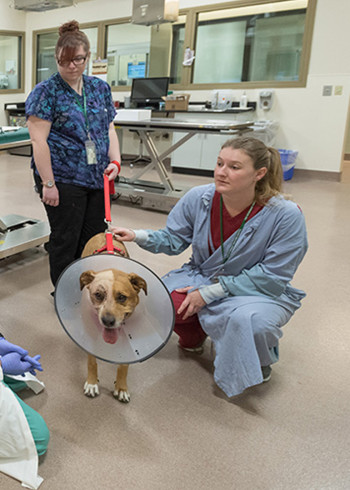 洛城兽医第二季}