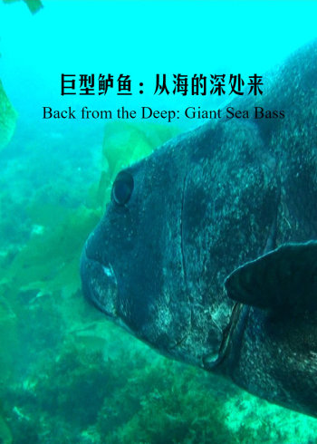 从大海深处回归的巨坚鳞鲈}