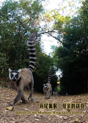 环尾狐猴：母亲的战役}