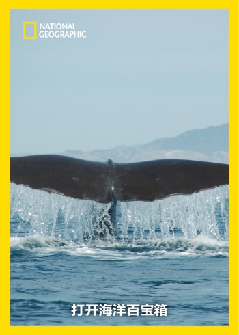 打开海洋百宝箱}
