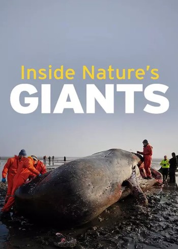 解剖巨型动物第一季}