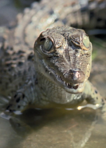 狂野哥斯达黎加}