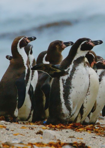 动物园：遇见企鹅}