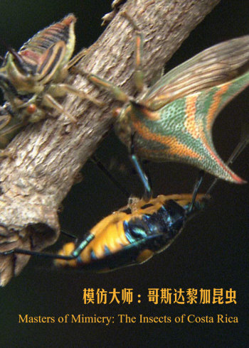 模仿大师：哥斯达黎加昆虫}