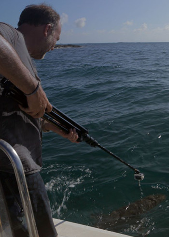 直击鲨鱼攻击第二季}