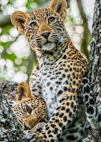 大猫：终极猎食者普通话}